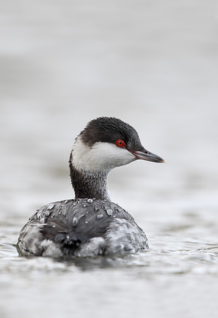 Slavonian Grebe