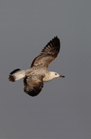 Heuglin's Gull