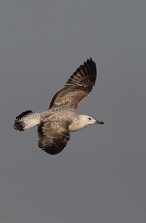 Heuglin's Gull