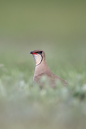 Collared Pratincole