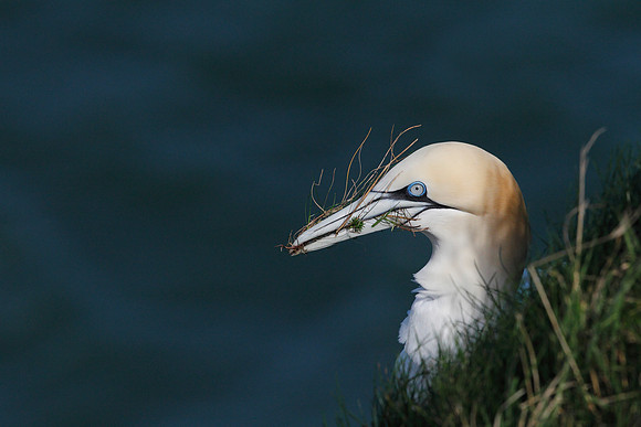 Gannet