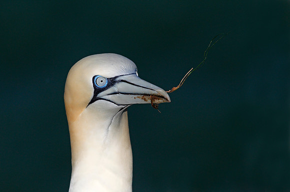 Gannet