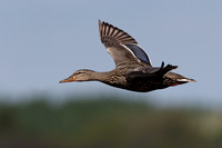 Black Duck