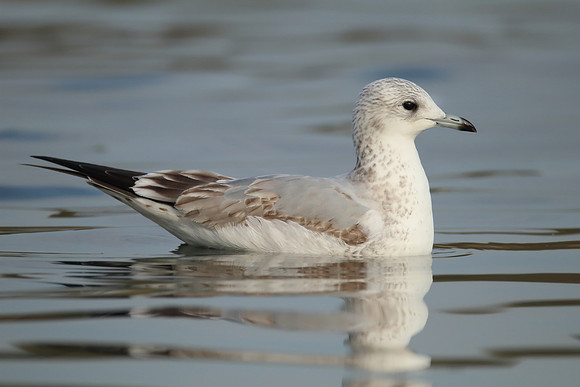 Common Gull