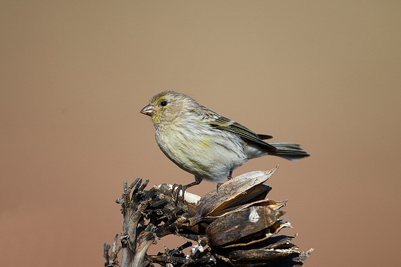 Atlantic Canary