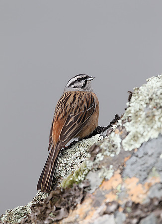 Rock Bunting