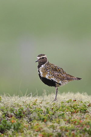 Golden Plover