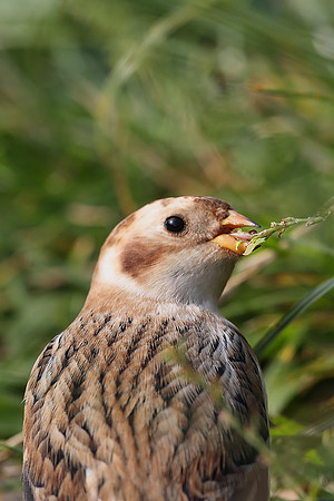 Snow Bunting