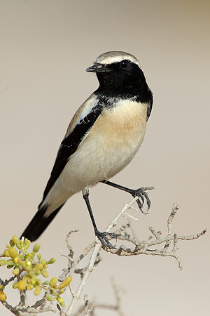 Desert Wheatear