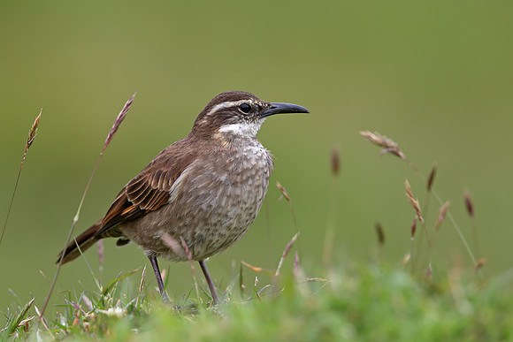 Stout-billed Cinclodes