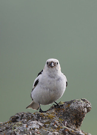 Snow Bunting