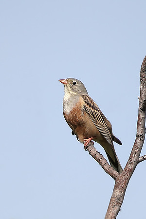 Ortolan Bunting