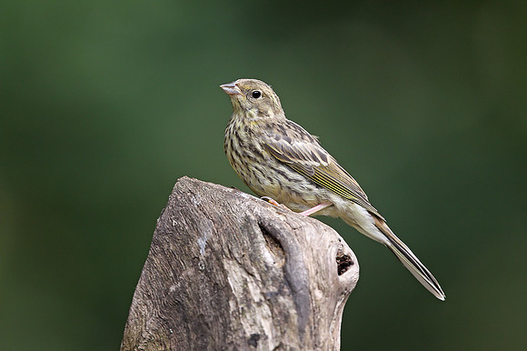 Yellowhammer