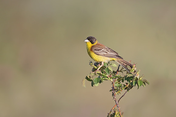 Black-headed Bunting
