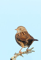 Dunnock