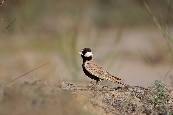 Black-crowned Sparrow-Lark