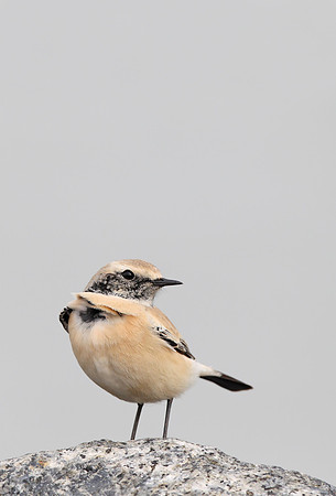 Desert Wheatear