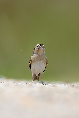 Grasshopper Sparrow