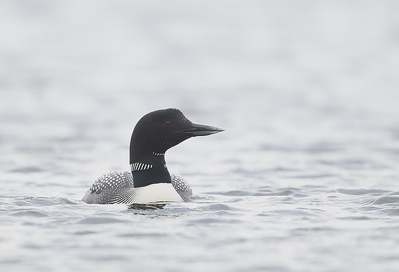 Great Northern Diver