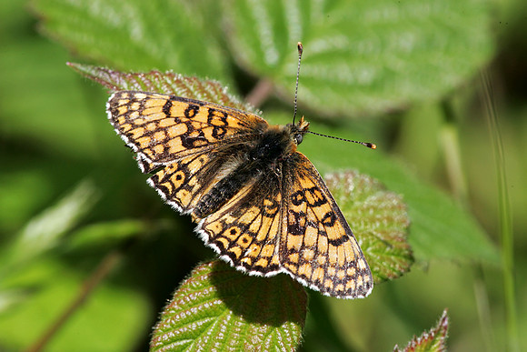 Glanville Fritillary