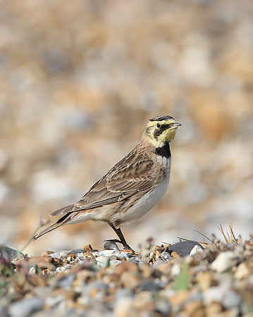 Shore Lark