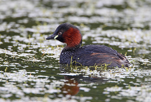 Little Grebe