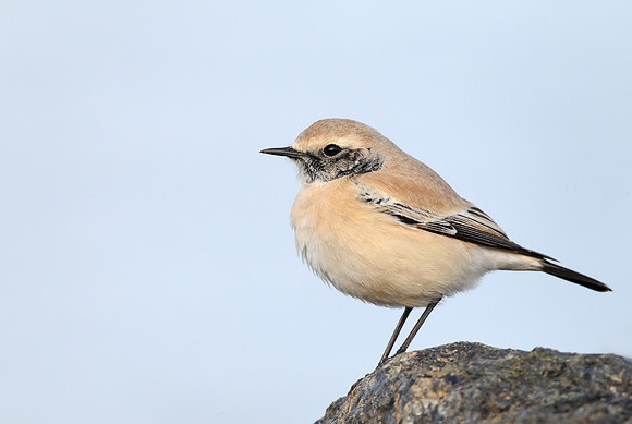 Desert Wheatear