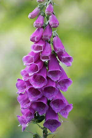 Foxglove
