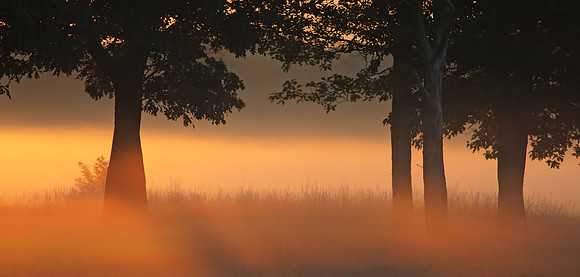 Wanstead Sunrise II