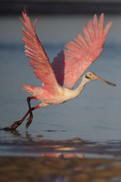 Roseate Spoonbill