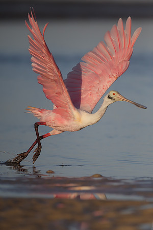 Roseate Spoonbill