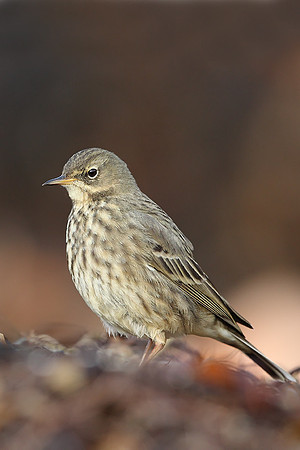 Rock Pipit
