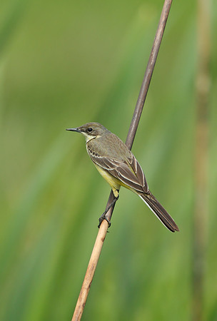 Black-headed Wagtail