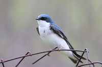 Tree Swallow