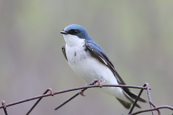 Tree Swallow