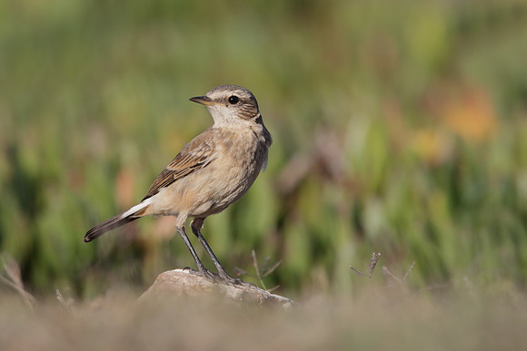 Capped Wheatear