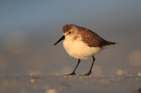 Western Sandpiper