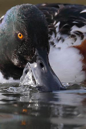 Northern Shoveler