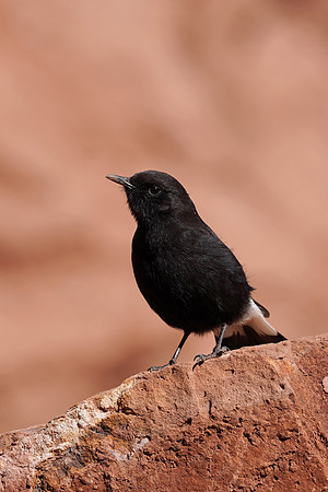 Black Wheatear