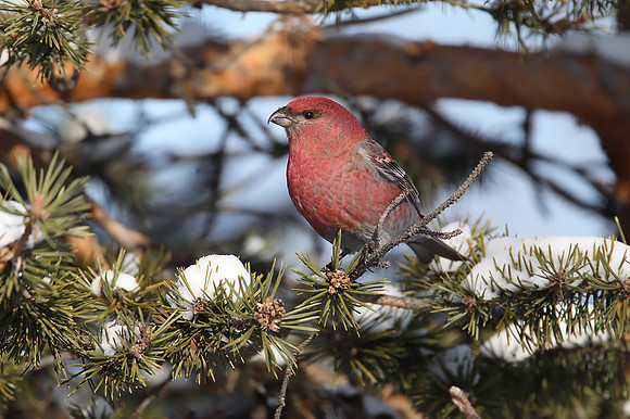 Pine Grosbeak
