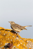 Pipits and Wagtails