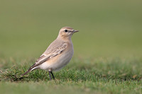Isabelline Wheatear