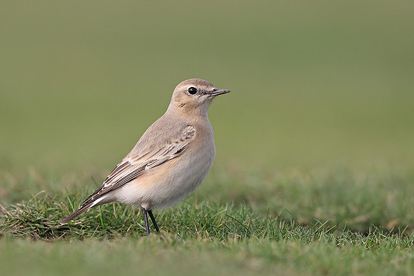 Isabelline Wheatear
