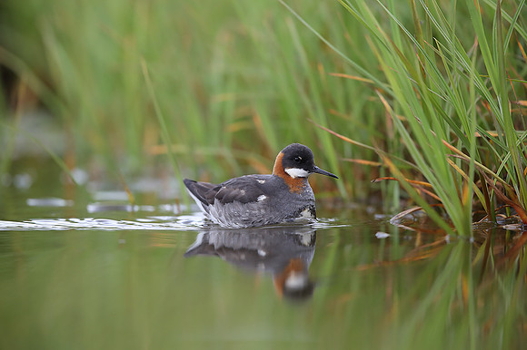 Red-necked Phalarope