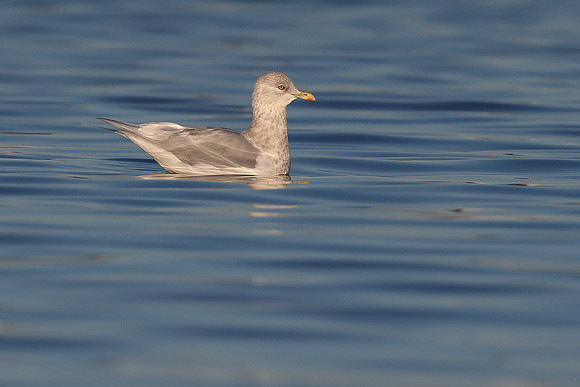 Iceland Gull