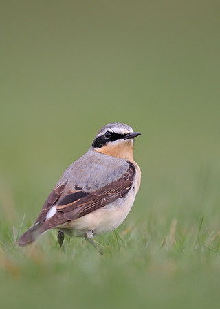 Northern Wheatear