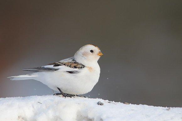 Snow Bunting