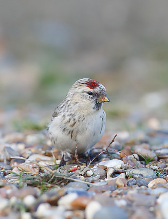 Hornemann's Arctic Redpoll