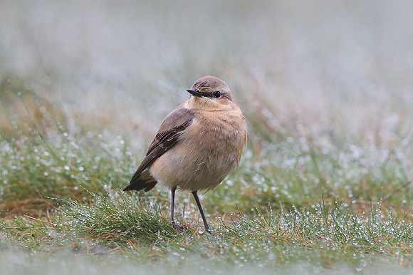 ​Northern Wheatear