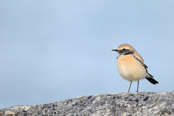 Desert Wheatear